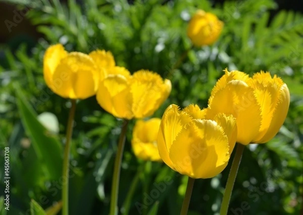Fototapeta May flowers, tulips.