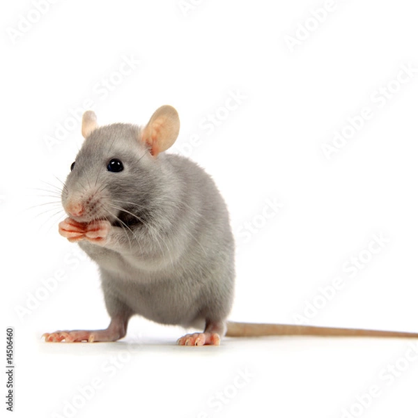 Fototapeta Rat bleu..