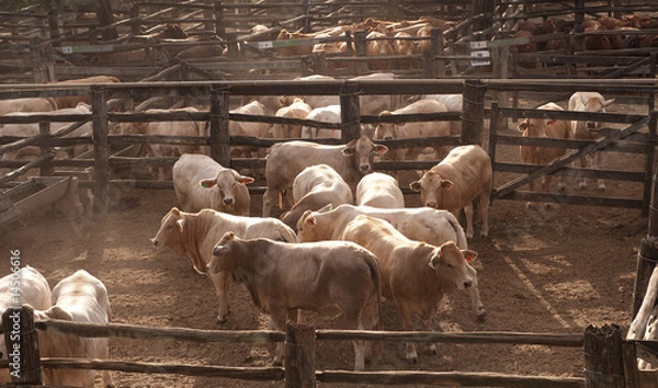 Obraz Beef Cattle