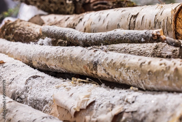 Fototapeta Stack of Snow Covered Birch Logs in Winter Forest