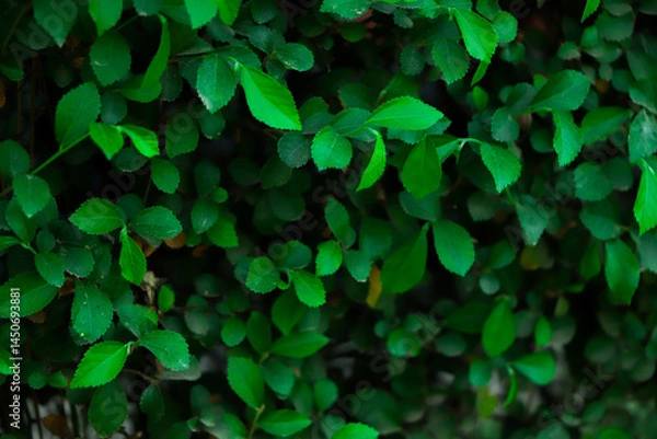 Fototapeta Natural background of green leaves, nature abstract wallpaper