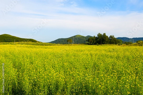 Fototapeta The rape flowers scenery.