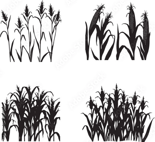 Obraz Set of Silhouette growing corn with leaves of vegetable harvest vector on white background