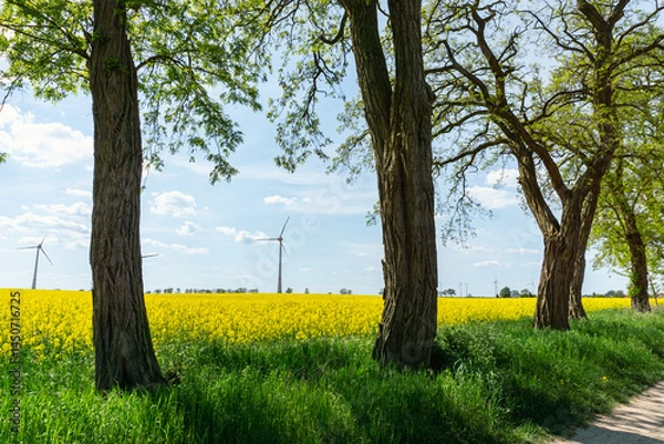 Obraz Windkraftanlagen in Brandenburg, Deutschland, idyllische Ansicht, Rapsfeld