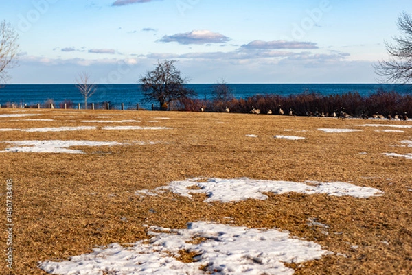 Fototapeta Snowy Field with Geese by a Calm Blue Ocean in Winter