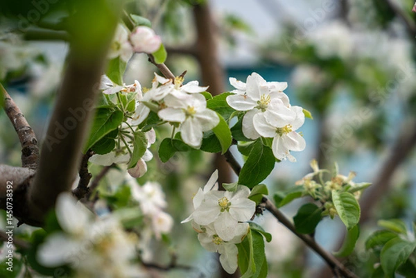 Fototapeta A blooming branch of an apple tree, white apple blossoms