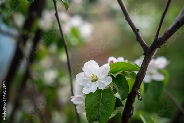 Fototapeta A blooming branch of an apple tree, white apple blossoms
