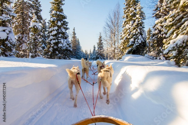 Obraz Hundeschlitten fahren