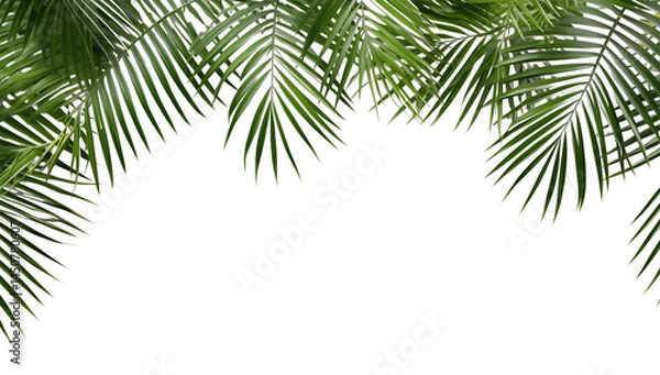 Fototapeta Green palm leaves framing the top edge of a creating a tropical aesthetic look transparent background png