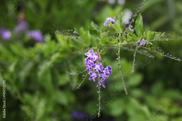 Obraz tiny purple flowers