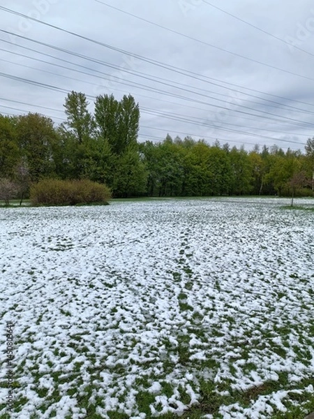 Obraz Winter landscape with snow remnants and green grass, traces in the snow, cloudy sky, nature background