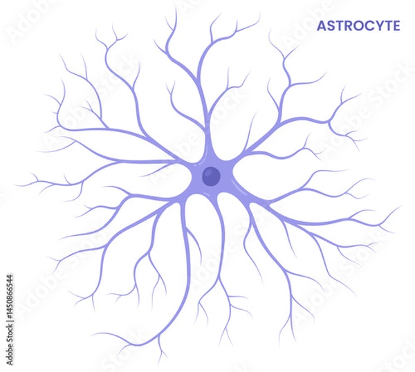 Fototapeta Vector illustration of an astrocyte, a type of glial cell in the brain, showcasing its supportive role in neural functions and connections.