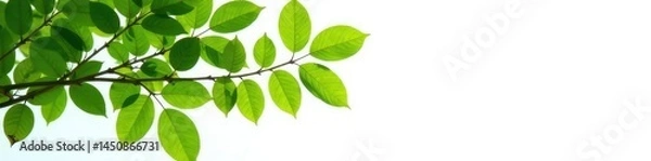 Obraz Leafy branches of a tree against a simple white background, highlighting leaf shapes and colors, greenery, natural