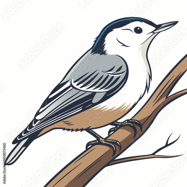 Obraz The White-breasted Nuthatch is a small, agile songbird with a black cap, white face, and blue-gray back, known for its head-down foraging on tree trunks and loud, nasal calls.