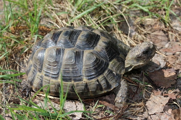 Obraz Schildkröte