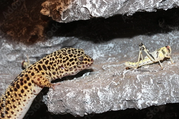 Obraz Leopardgecko