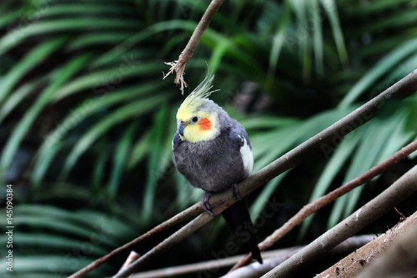 Obraz Nymphensittich