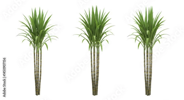 Fototapeta Sugar Cane's  With Green Leaves isolated on transparent background, PNG 