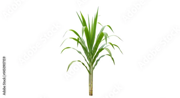 Fototapeta Sugar Cane's  With Green Leaves isolated on transparent background, PNG 