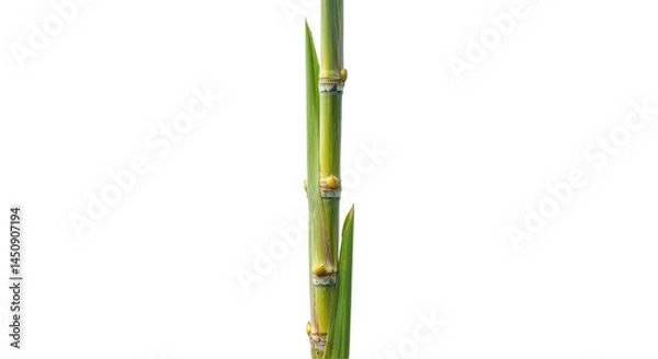 Fototapeta Sugar Cane's  With Green Leaves isolated on transparent background, PNG 