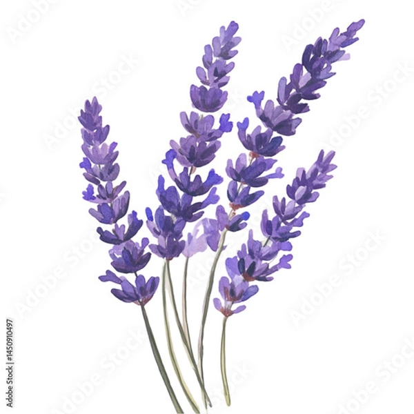 Fototapeta A digital illustration of a bundle of lavender flowers against a black background with white stems