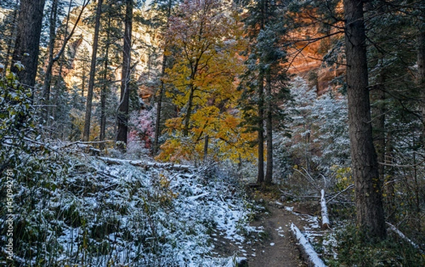 Fototapeta Fall Colors And Snow On The West Fork Hiking Trail In Sedona AZ