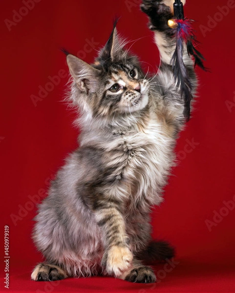 Obraz Beautiful Maine Coon kitten on a red background.