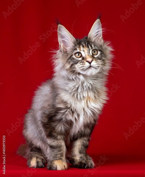 Obraz Beautiful Maine Coon kitten on a red background.