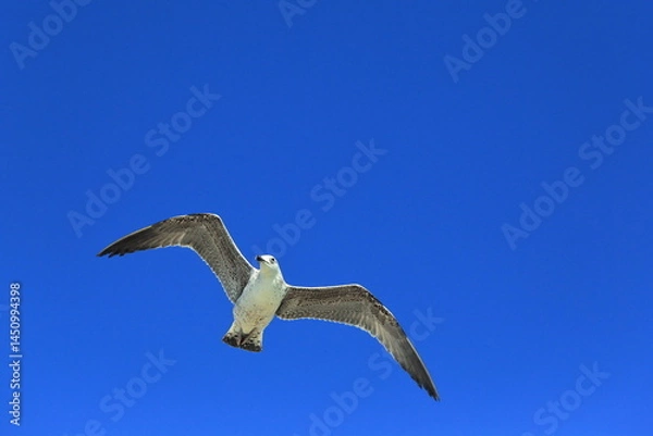 Obraz Wings of Freedom Over Cádiz