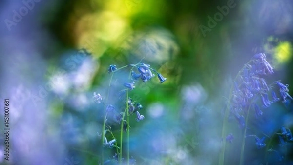 Obraz Bluebells in spring growing wild