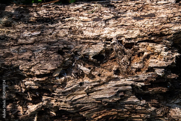 Fototapeta Weathered decaying tree trunk. Wood texture with natural grain and cracks.