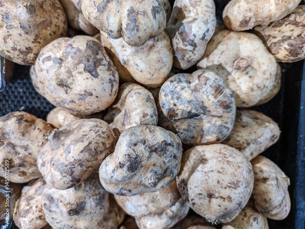 Fototapeta High-density aggregation of jicama tubers. Their irregular morphology and rough, light brown and white periderm create a visually dense, earthy texture filling the entire background.