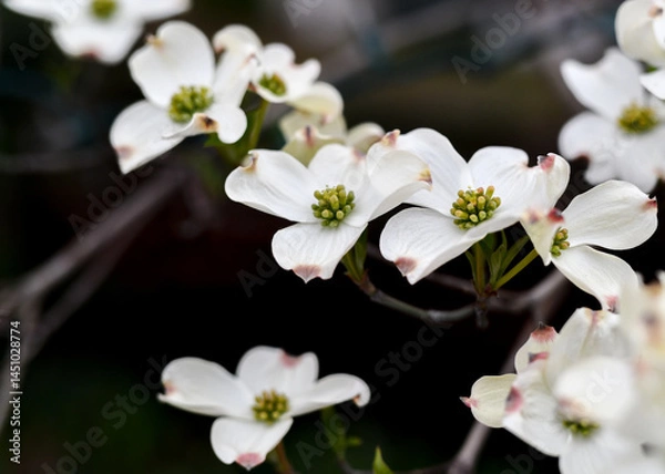 Fototapeta Colorful Wildflowers in bloom in Springtime