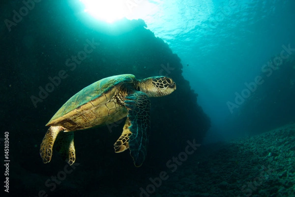 Obraz Seattle in Hawaii