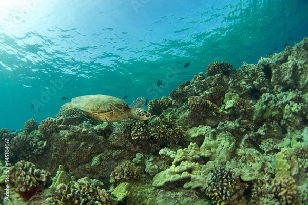 Obraz Seattle in Hawaii