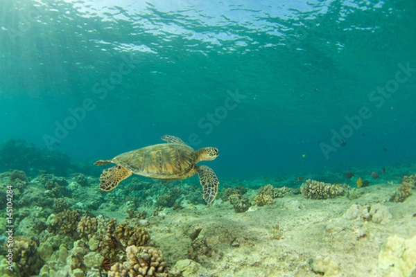 Fototapeta Seattle in Hawaii