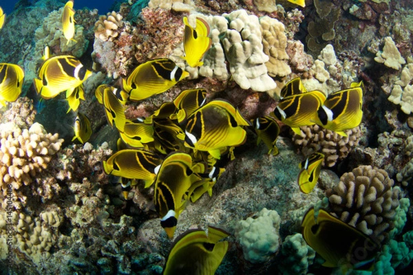Fototapeta Raccoon butterfly fish in Hawaii 