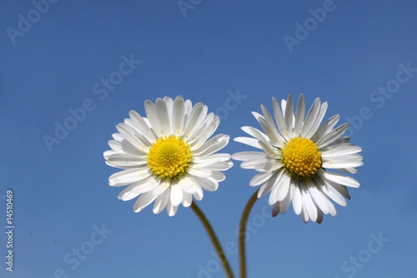 Fototapeta daisies against blue sky