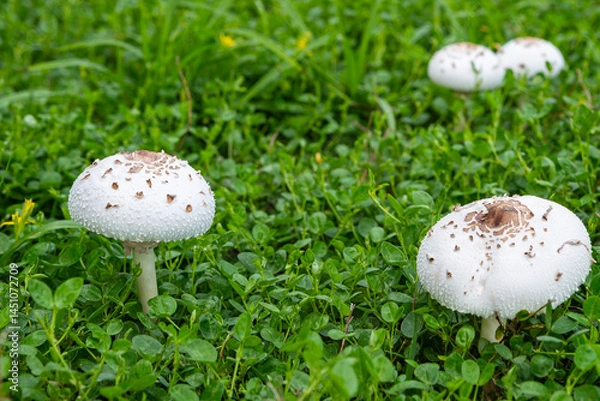 Obraz Amanita verna, commonly known as fool's mushroom or spring destroying angel, is a poisonous and deadly basidiomycete fungus.