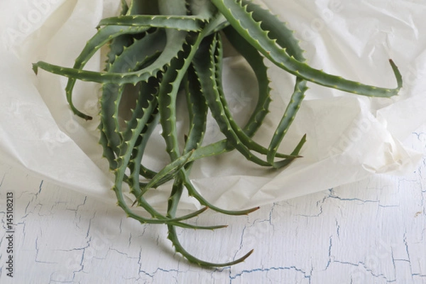 Obraz Aloe vera leaves cut in tracing paper
