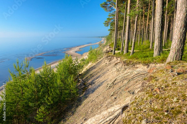 Fototapeta Pine forest on the beach of the Baltic Sea coastline, Latvia.
