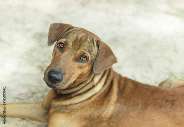Fototapeta Close up mongrel stray dog