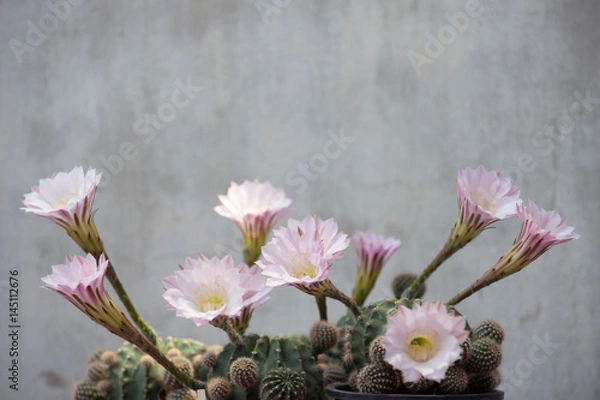 Obraz echinopsis cactus blooming