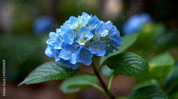 Fototapeta 鮮やかに咲く青い紫陽花のクローズアップ