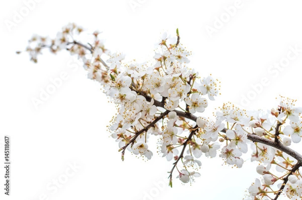 Fototapeta tree branch white blossom in spring