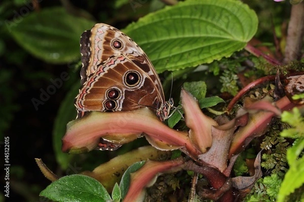 Obraz Peleides blue morpho (emperor) (Morpho peleides) on the leaf.