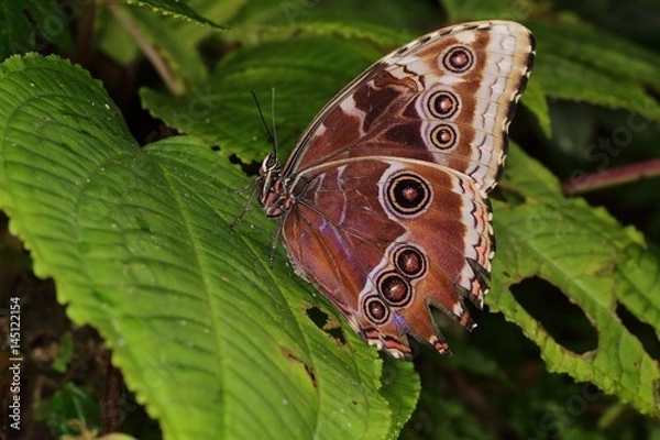 Obraz Peleides blue morpho (emperor) (Morpho peleides) on the leaf.
