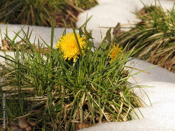 Obraz First dandelions in the spring