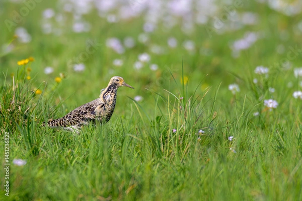 Obraz Kampfläufer Calidris pugnax ruff