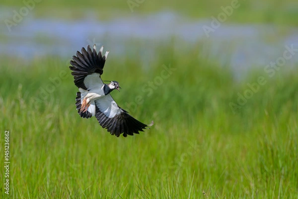 Obraz Kiebitz vanellus lapwing